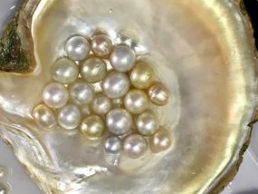 牡蛎壳中的金养殖珍珠特写