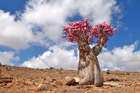 瓶树——索科特拉岛特有的植物＂width=