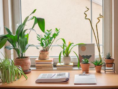 室内植物在一个窗口在一个小宿舍的书桌上