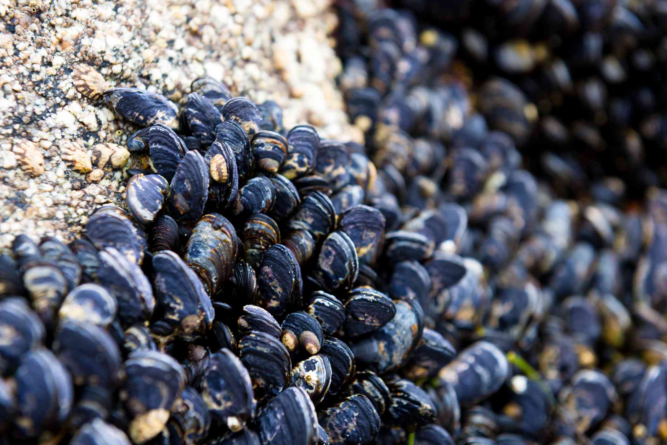 大约100只蓝贻贝附着在潮间带的一块岩石上。＂width=