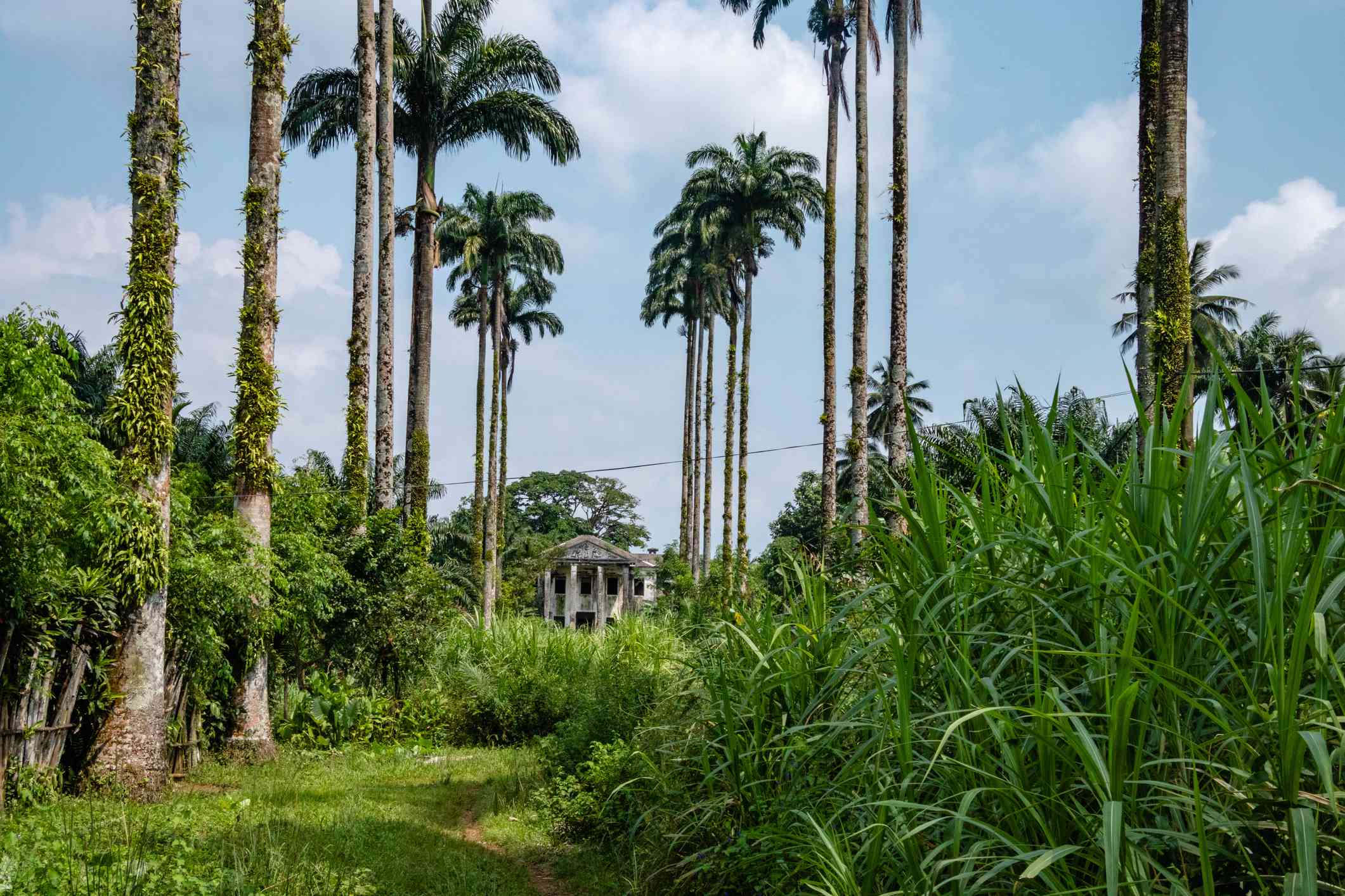 古岛(Koh Kood)的乡村风景——蓝天，土路和椰子树