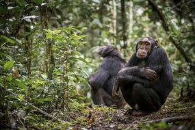 乌干达Kibale国家公园的黑猩猩