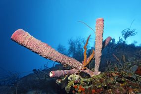 带海绵的珊瑚礁墙(Aplysina archeri)
