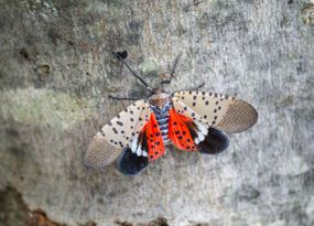 发现lanternfly枫树上五颜六色的翅膀传播