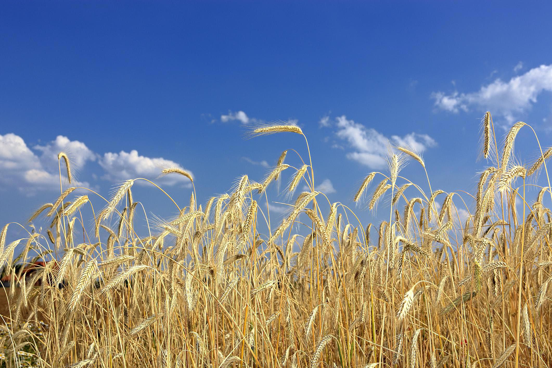 一片成熟的、棕色的冬季黑麦，衬托着蓝色的天空