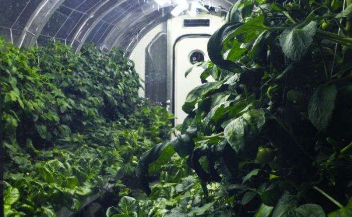 这个18英尺长的透明管道包含一个水培空中花园，还可以回收空气、水和废物。