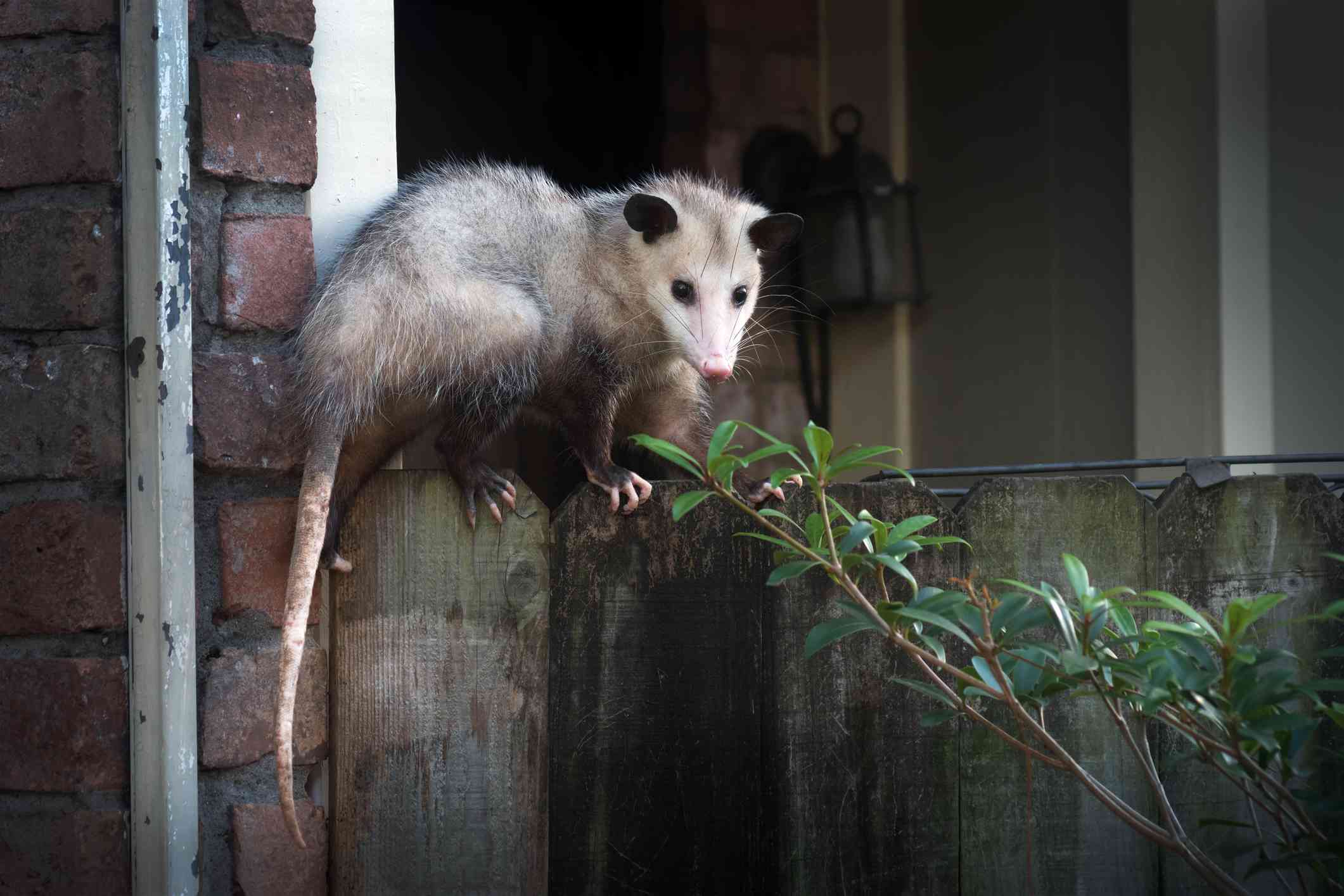 长尾负鼠在砖墙和房屋附近的木栅栏上觅食