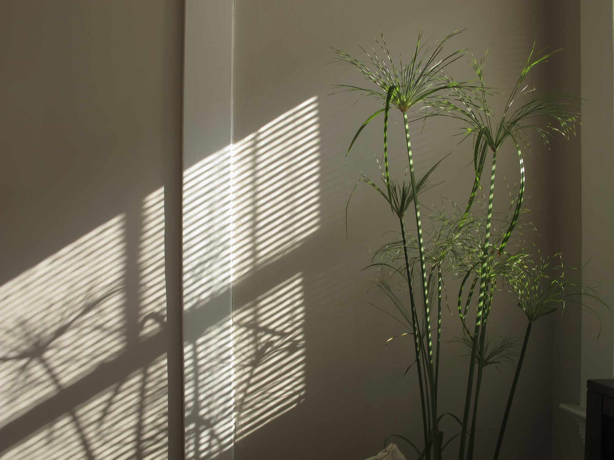 靠近窗户的纸莎草植物＂width=