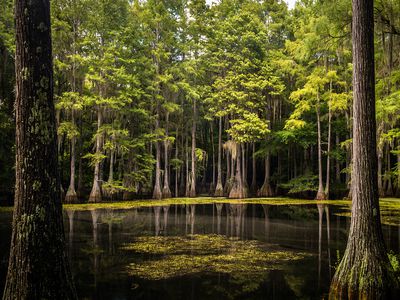 Cypress swamp with vegetation emerging from the water