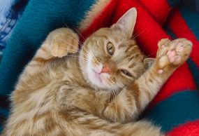 可爱的橙色polydactyl猫注视镜头”width=