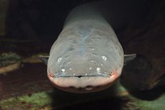 灰色的电鳗的脸和头，带有粉红色的嘴