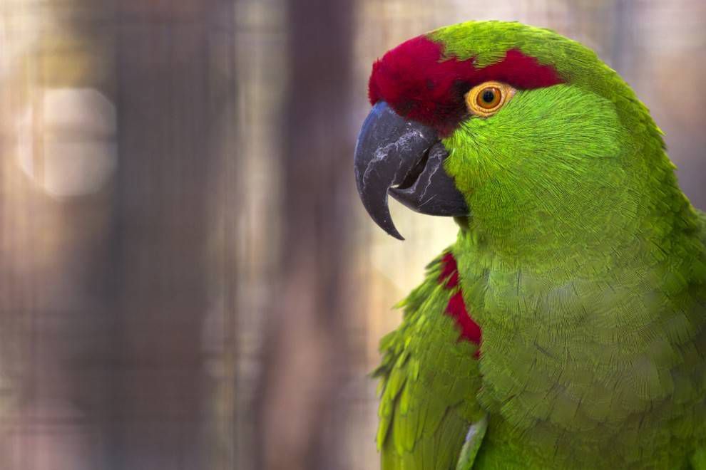 一种石灰绿色的厚嘴鹦鹉，明亮的黄色眼睛周围有鲜艳的红色斑纹。＂width=