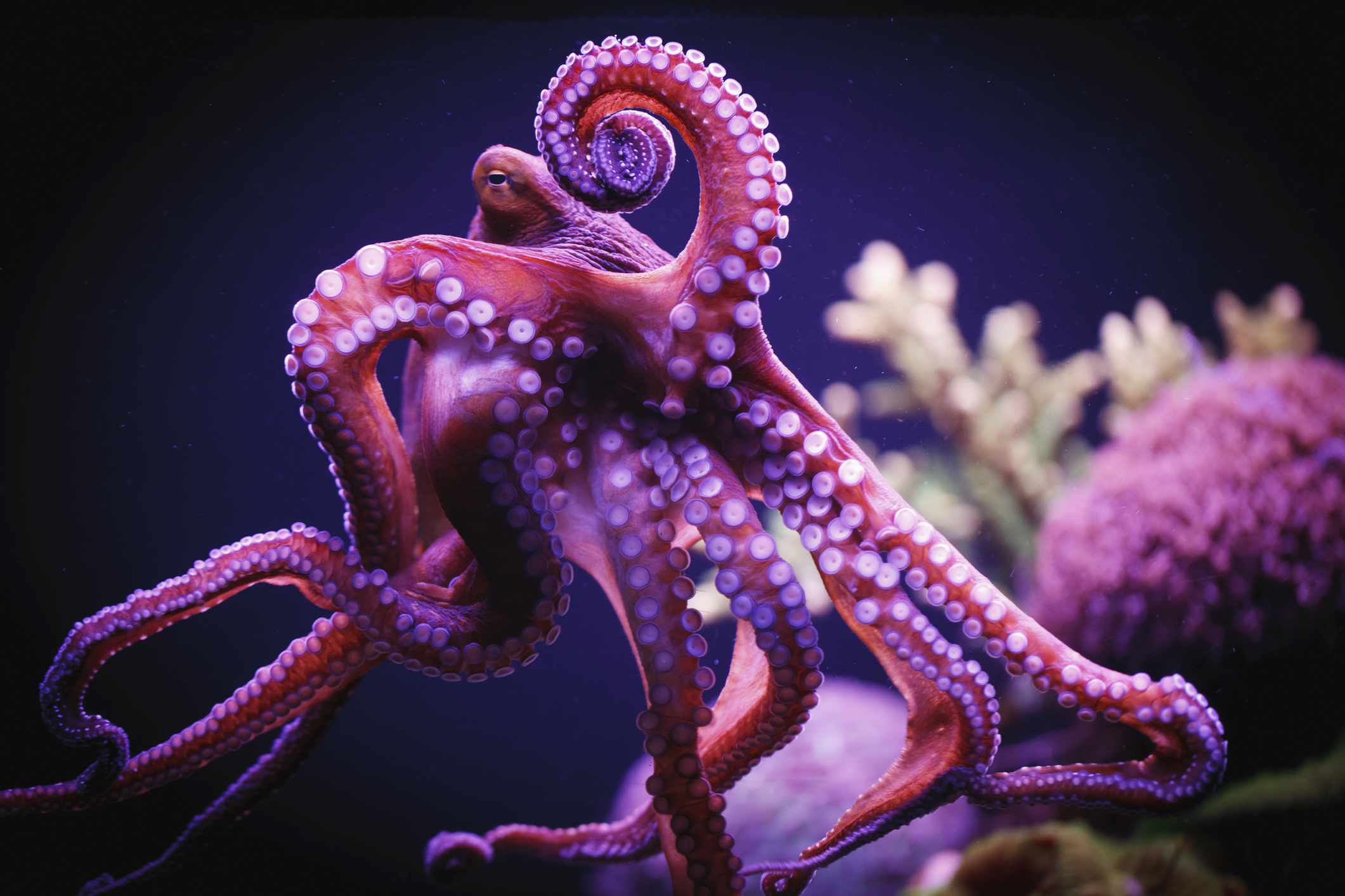 粉红色章鱼和触手在深海中，珊瑚在背景中