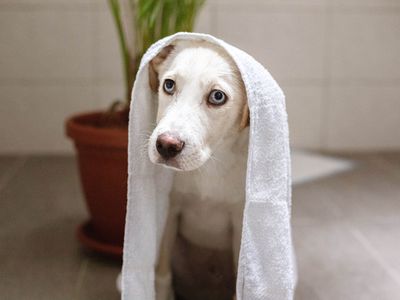 干净的小狗与蓝眼睛的姿势在浴室用毛巾包裹