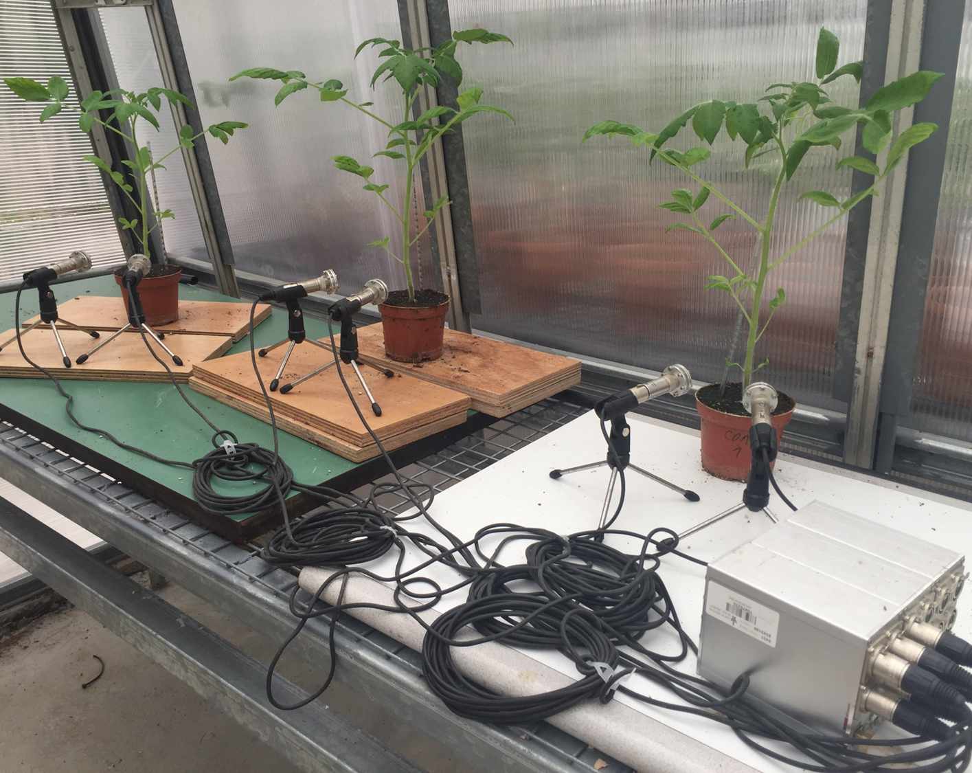 三个番茄植物的声音被记录在一个温室