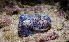 一个银色的蓝色和棕色波尔卡点发光短尾猫鱿鱼坐在海底。
