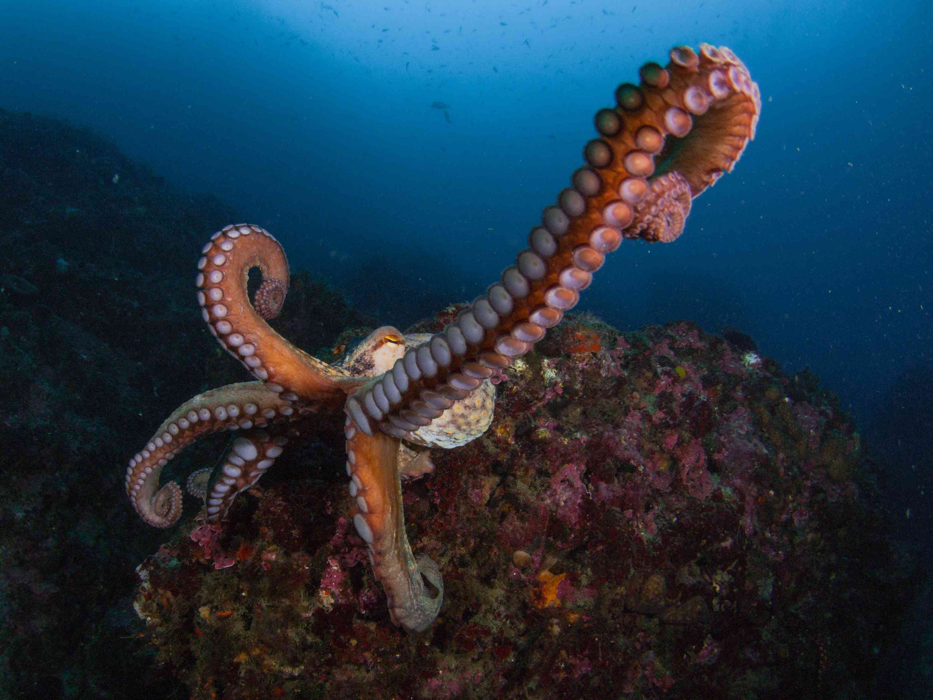 章鱼水下有长触角，伸出来，显示粉红色的吸力杯