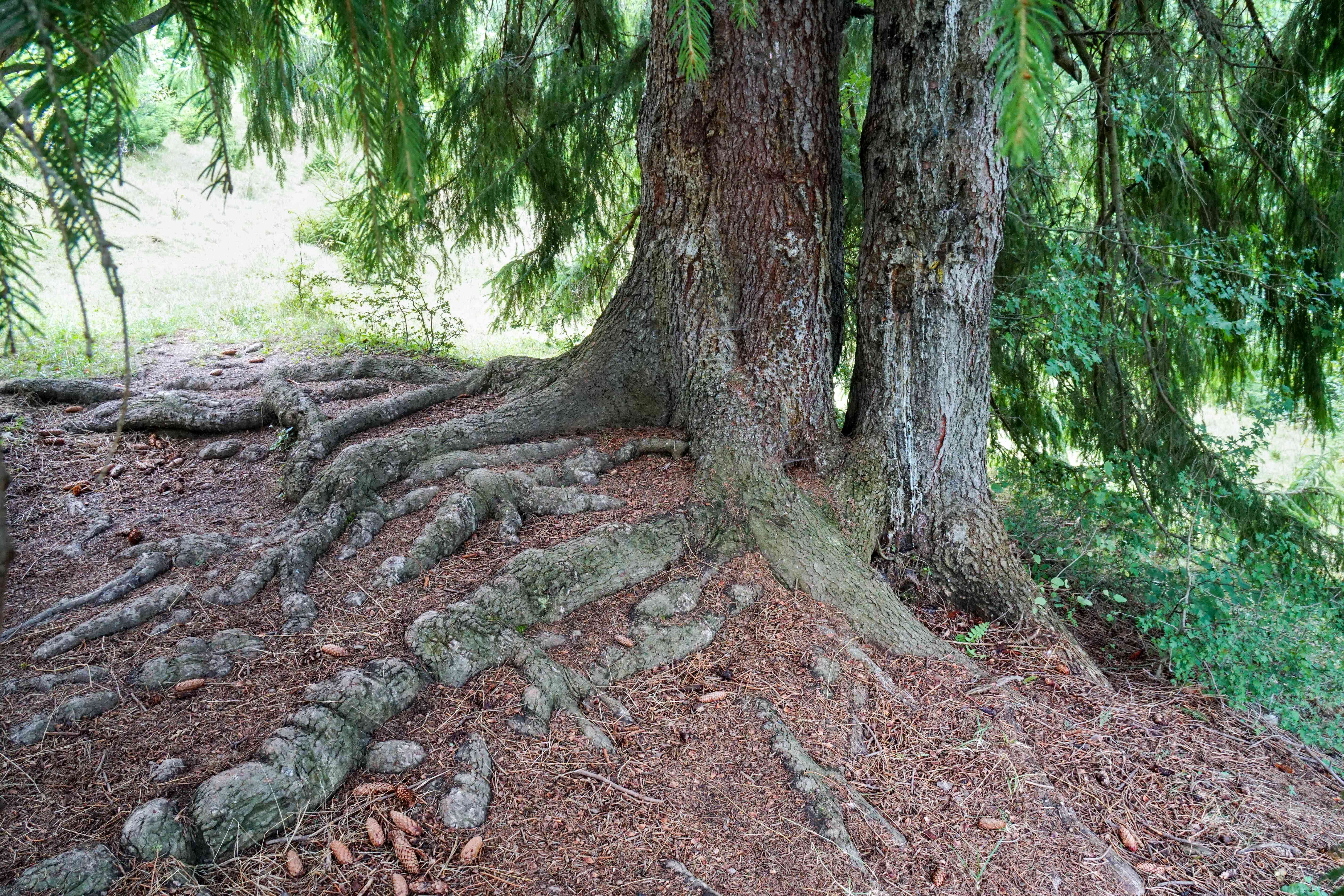 落叶树，带绿色的针叶和大厚的裸露根“width=