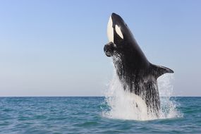 大的虎鲸虎鲸跳跃高水在明亮的一天”width=
