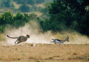 Cheetah chasing Thomson's gazelle (blurred motion)