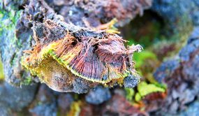 Bryum bharatiensis＂width=