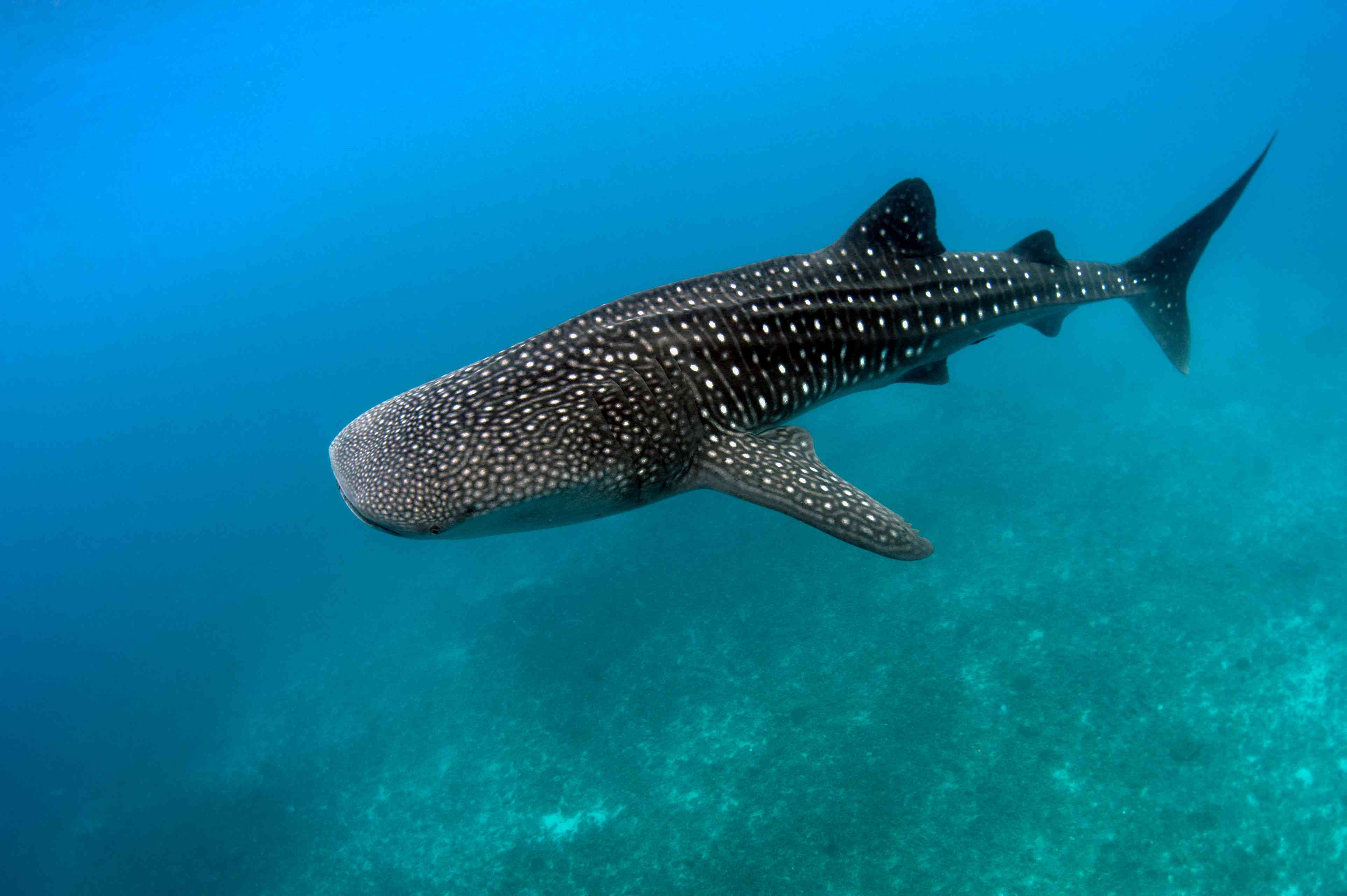 一条白斑鲸鲨在暗礁上方的水下游动。＂width=