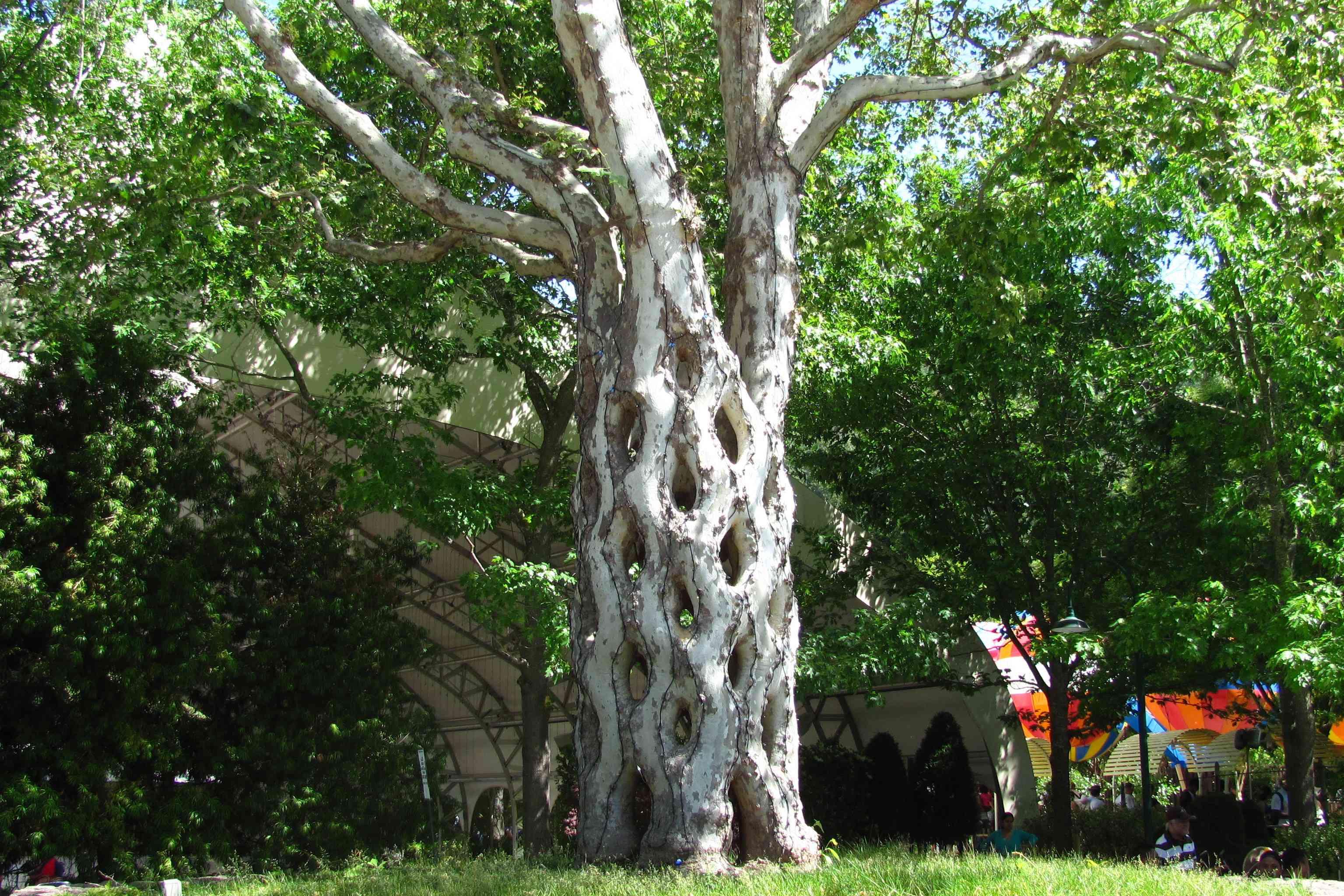 吉尔罗伊花园的马戏团树，树干有格子