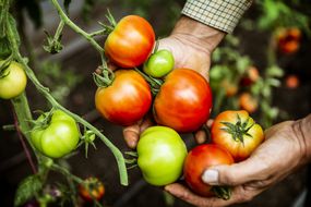 高角度的农民拿着一堆新鲜的西红柿。“width=