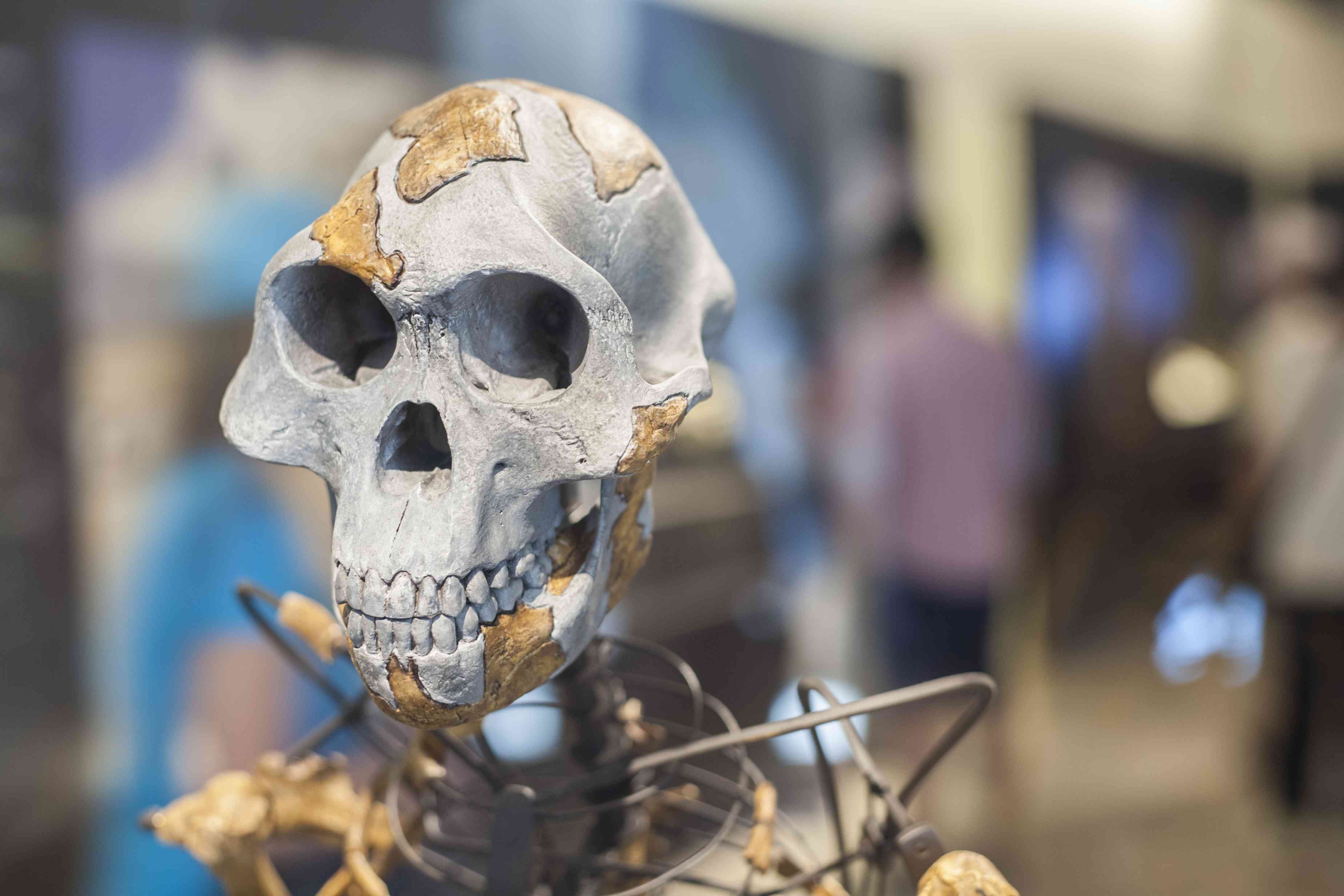 阿法南猿露西的头骨和骨架