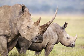 雌白犀牛和幼白犀牛。纳库鲁湖国家公园。肯尼亚＂width=