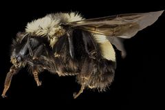 生锈的蜜蜂（Bombus affinis）