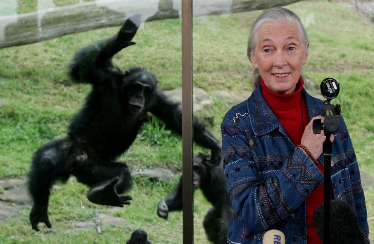 珍·古道尔博士参观塔龙加动物园的黑猩猩＂class=
