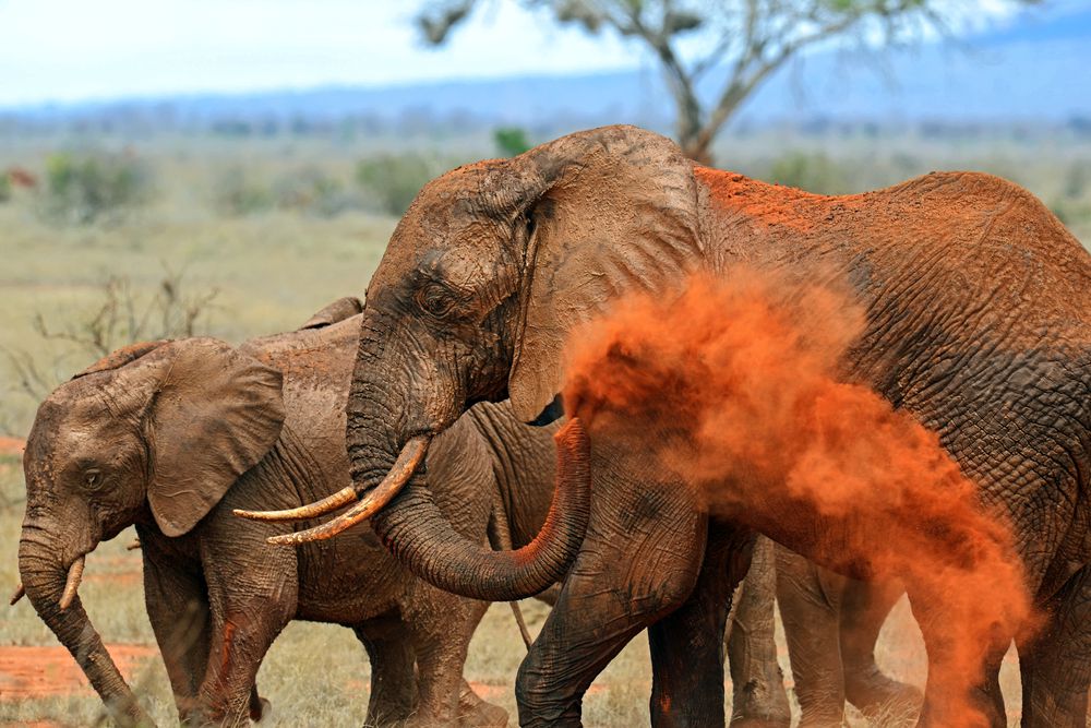 一只较大的大象在一只较小的大象旁边往自己身上扔红土＂width=