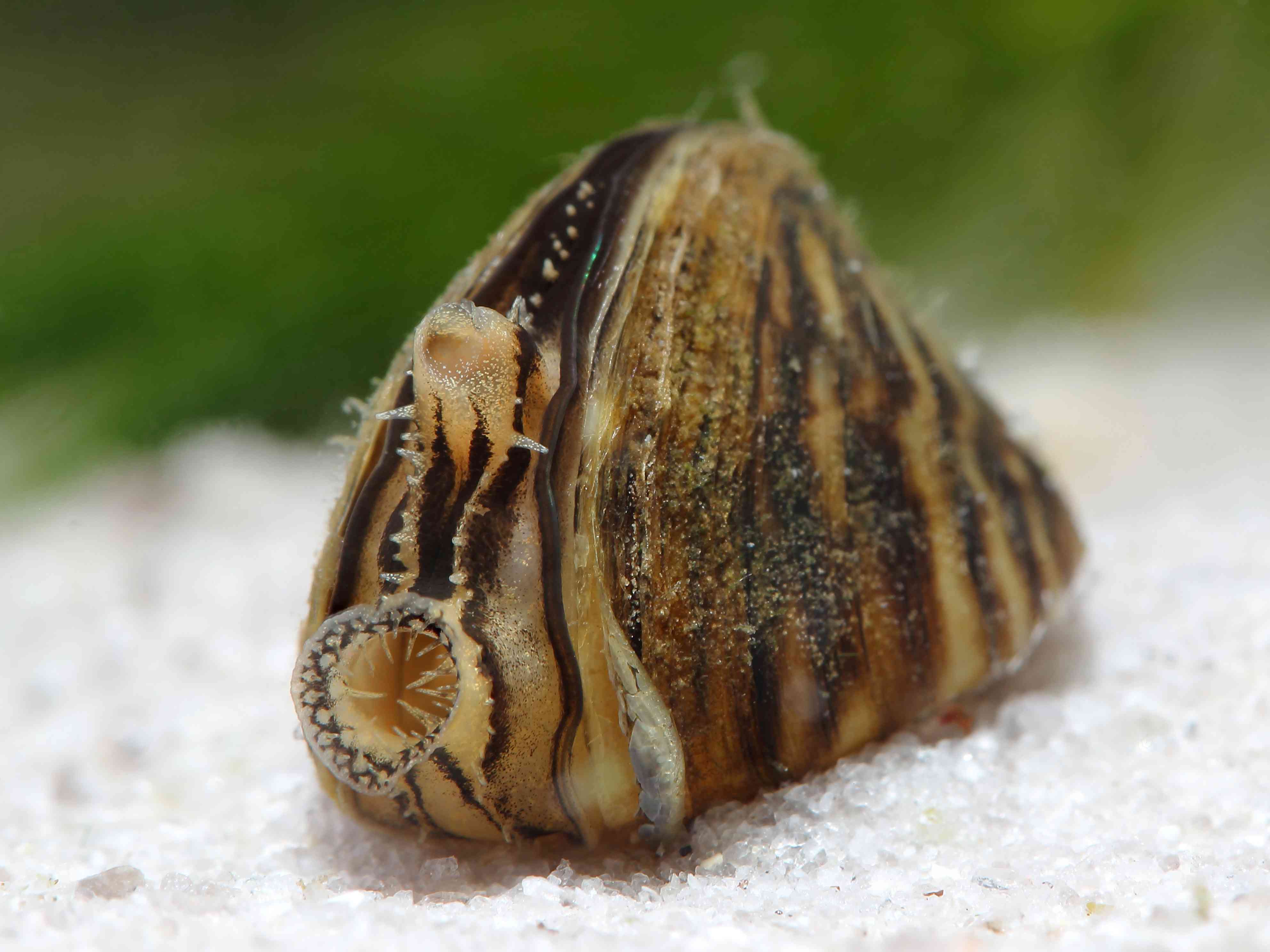 池塘中的斑马贻贝(Dreissena polymorpha)＂width=