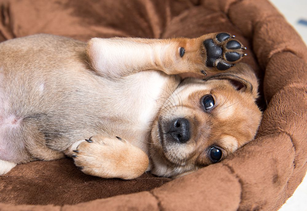 一只狗躺在小狗的床上面对一个爪子一波。