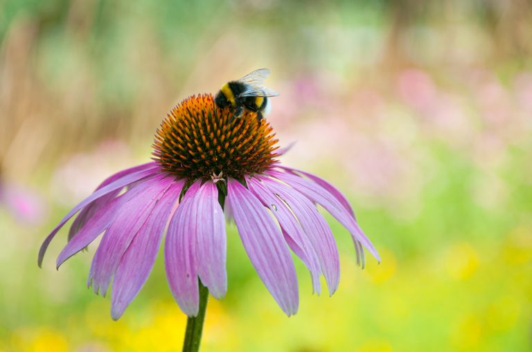 一只大黄蜂正在一株紫锥菊吮吸花蜜在紫竹花