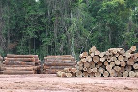 在巴西亚马逊森林砍伐
