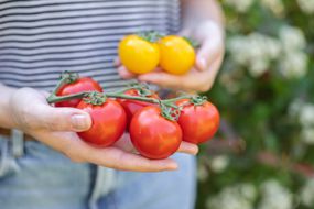 person in striped shirt holds red and yellow heirloom tomatoes in hands