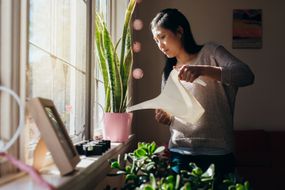 女人浇水在室内