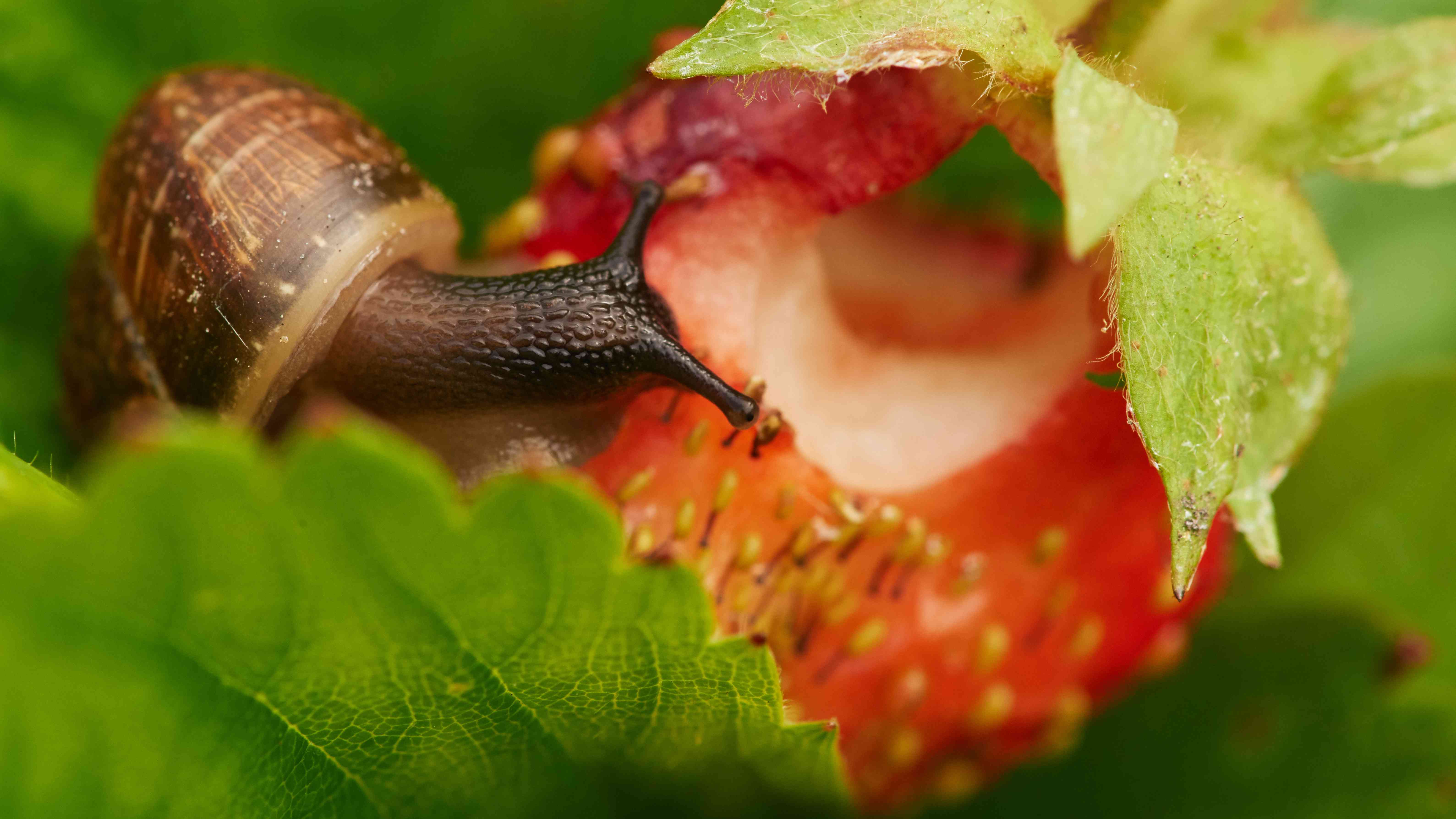 一只葡萄蜗牛在吃草莓，在一个大的成熟的鲜红色草莓上爬来爬去，破坏了收成，这是一张色彩鲜艳的照片，有选择性的景深，