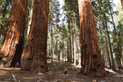 一个人在加利福尼亚的巨型红杉中行走。