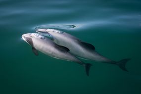 新西兰海岸附近的一对海克特海豚＂width=