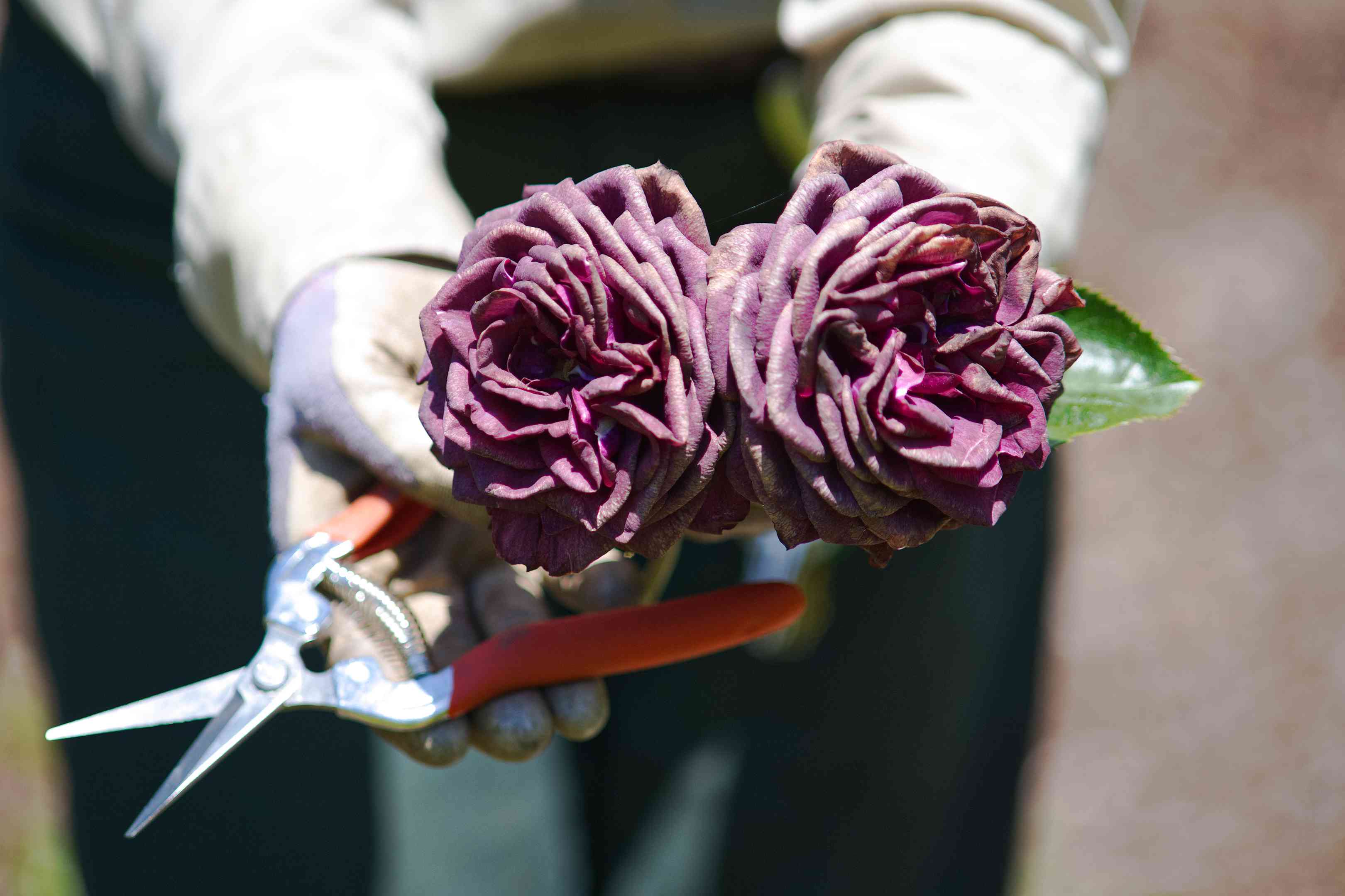 园丁戴着手套，拿着修枝机，展示着两朵盛开的紫色玫瑰