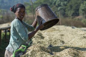 埃塞俄比亚的一位种植白咖啡豆的农民