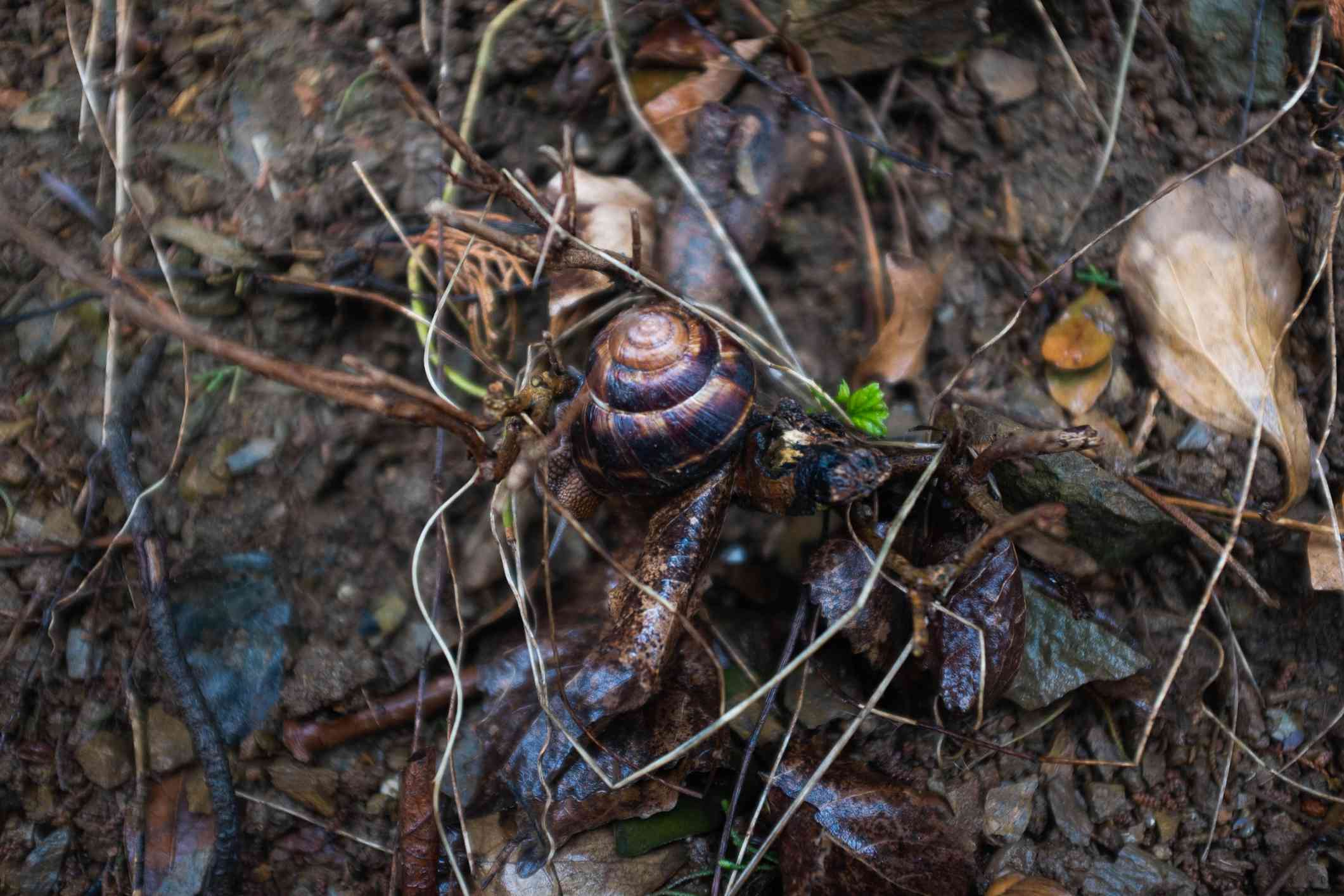 棕色和棕色的蜗牛壳隐藏在潮湿的地面上的树枝和枯叶