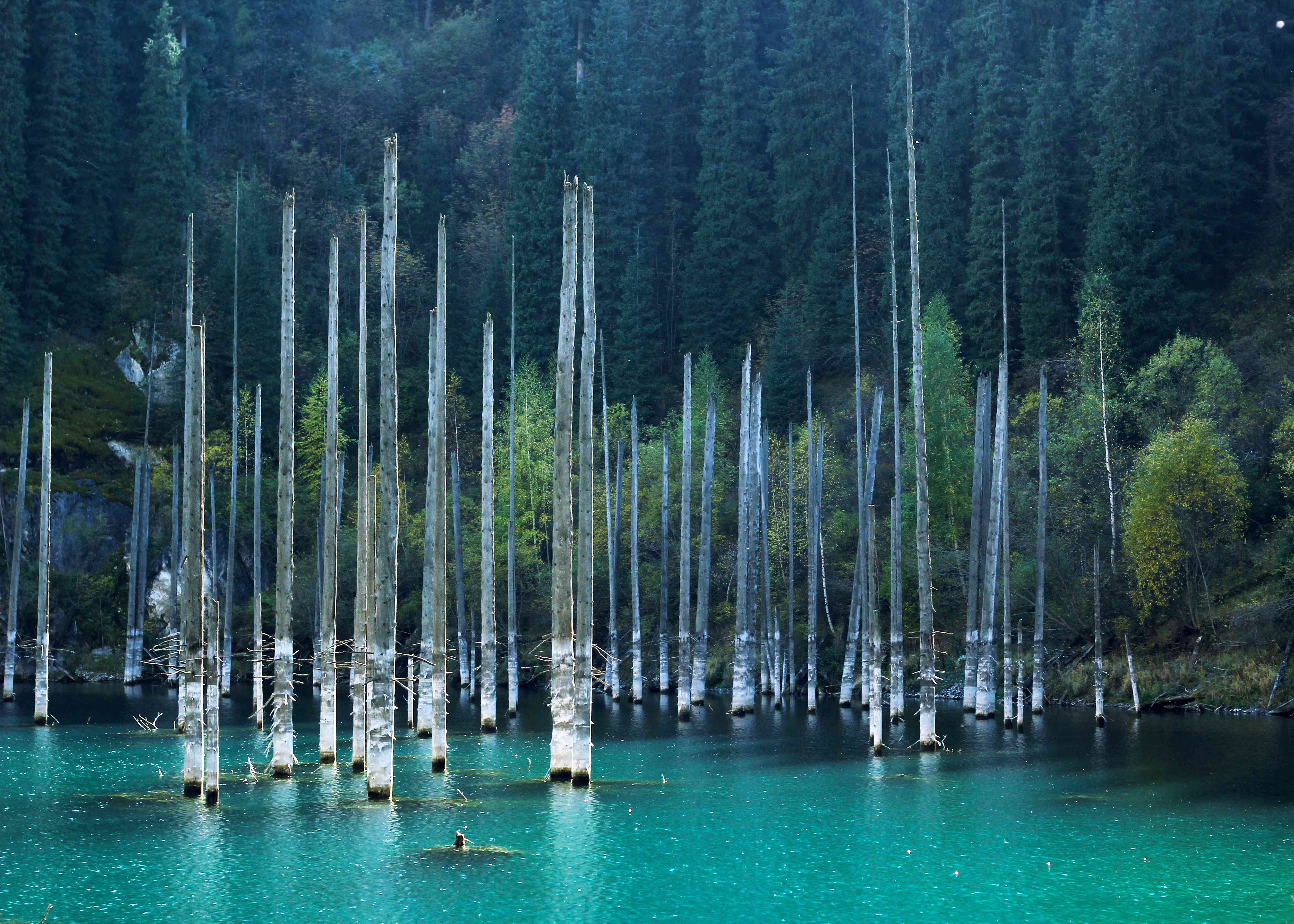 沉陷的桦树在鲜艳的蓝色坎迪湖