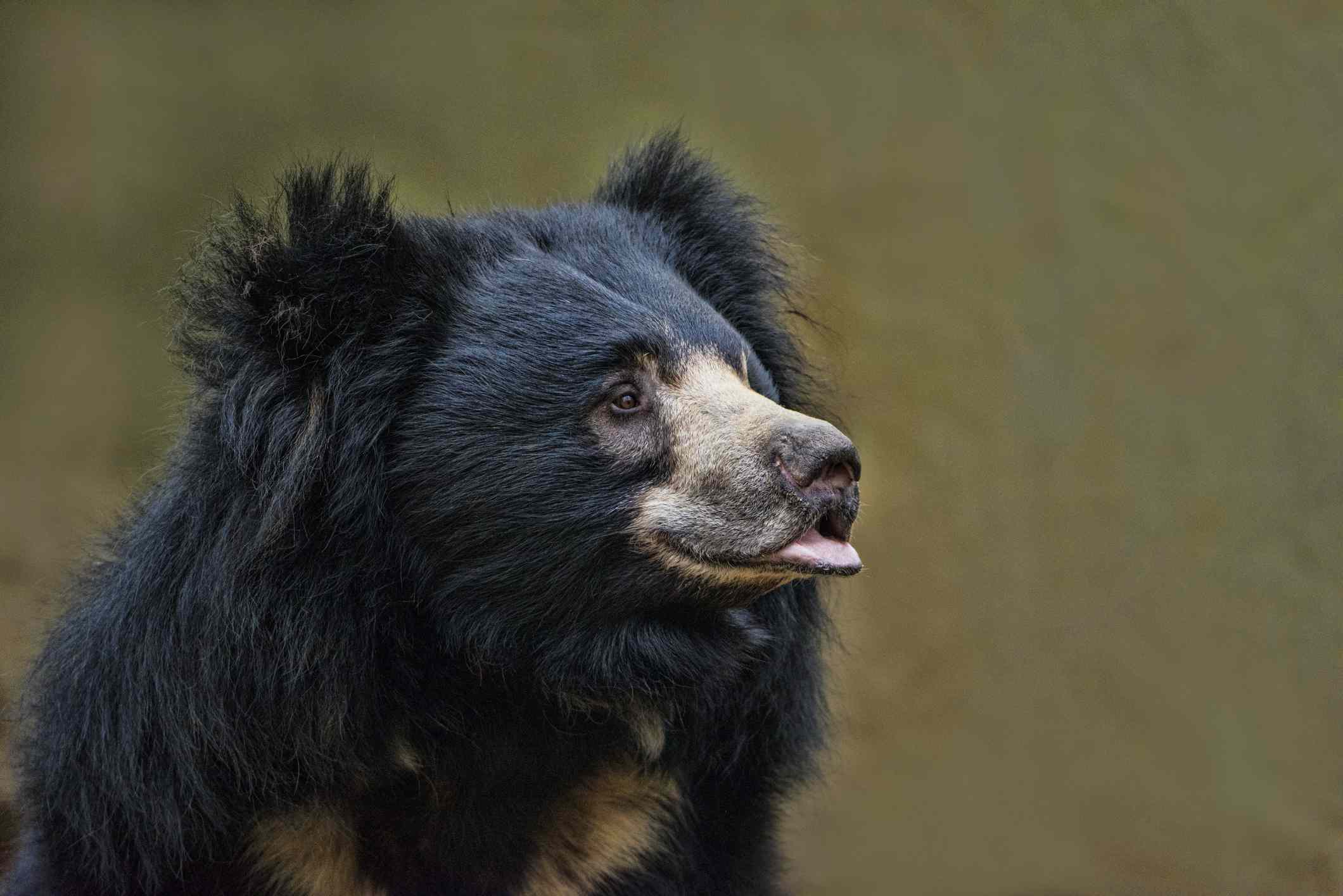 黑色树懒熊的侧面，棕色斑纹，下唇突出＂width=