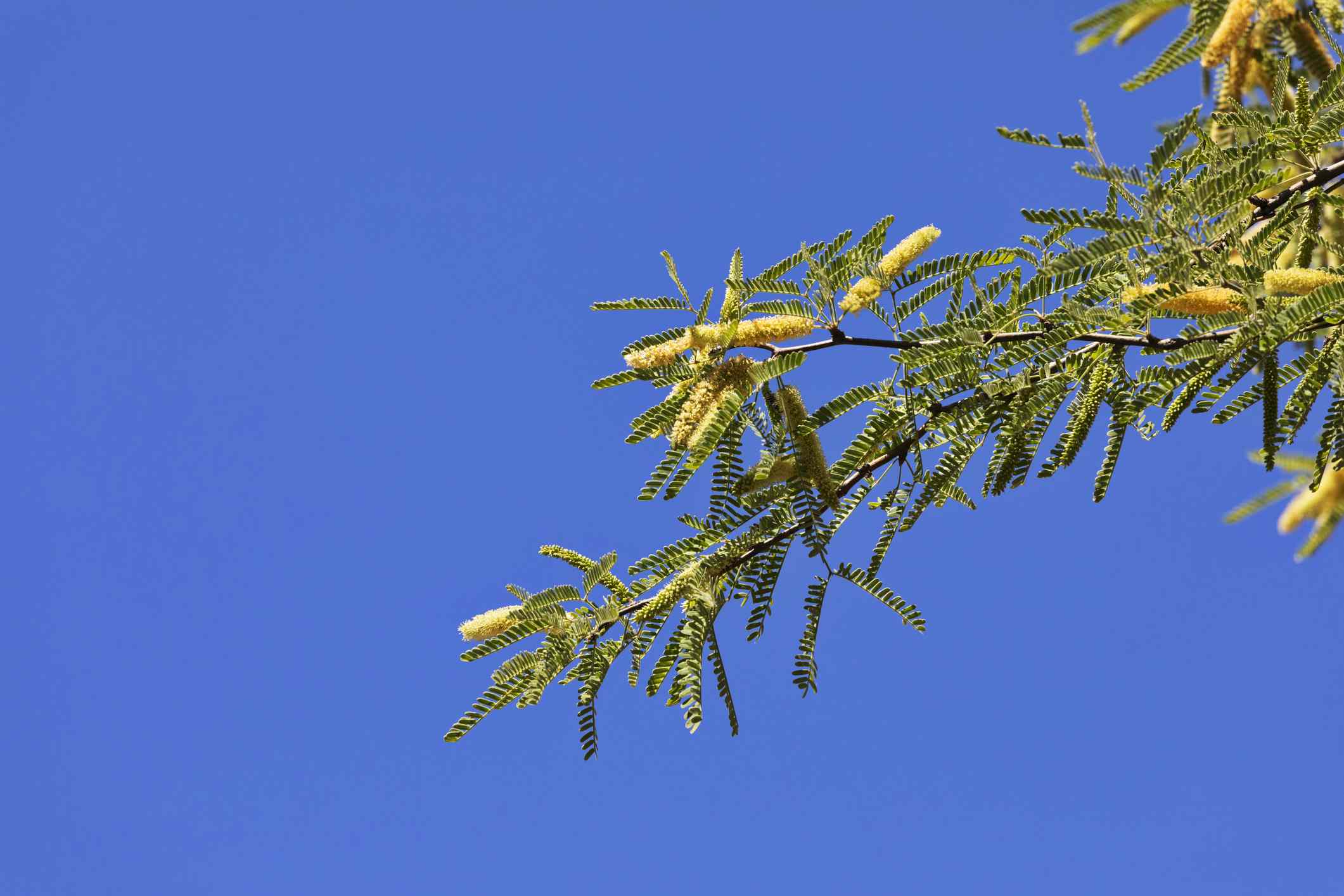 亚利桑那或丝绒牧豆树(Prosopis velutina)