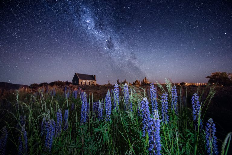 夜空羽扇豆的前景