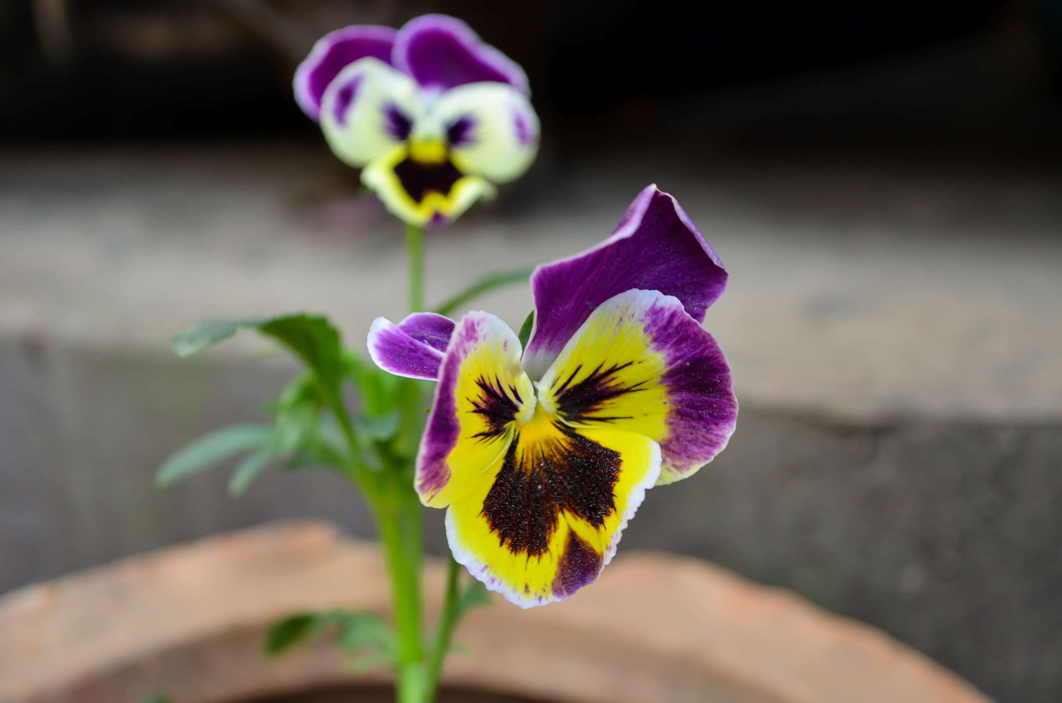 特写的紫色和黄色三色堇花，也被称为紫堇x wittrockiana或紫堇三色